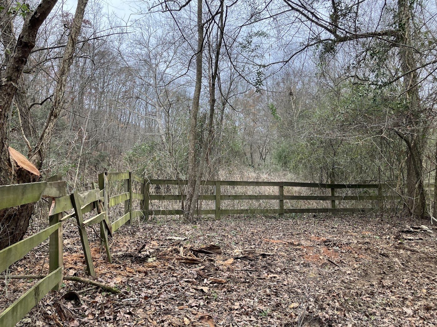 Underbrush cleared along a fence line